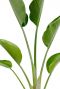 Strelitzia nicolai
