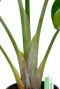 Strelitzia nicolai