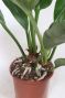 Anthurium Antingo