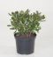 Crassula Sunset
