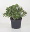 Crassula Sunset
