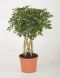 Schefflera Gold Capella
