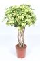 Schefflera Trinette