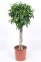 Ficus Columnar