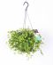 Peperomia