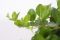 Peperomia