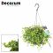 Peperomia