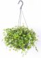 Peperomia