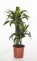 Dracaena Dorado