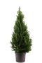 Picea Glauca December