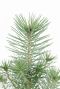 Pinus Pinea Silver Crest