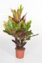 Croton variegatum Excellent