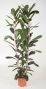 Ficus Tresor