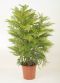 heterophylla