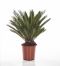 Cycas Revoluta