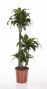 Dracaena Dorado