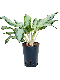 Scindapsus Treubii Dark plant