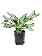 Epipremnum Pinnatum Global Green