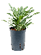 Syngonium Red Spot blad