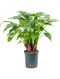 Epipremnum Pinnatum Global Green