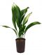 Epipremnum Pinnatum Global Green blad