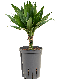 Epipremnum Pinnatum Global Green blad
