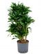 Dracaena compacta