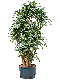 Scindapsus Treubii Dark