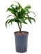 Alocasia Branchifolia Pink Passion blad