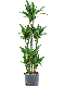 Epipremnum Pinnatum Global Green