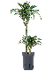Monstera Siltepecana