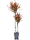 Syngonium Pink Splash