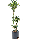 Syngonium Red Spot blad