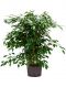 Epipremnum Pinnatum Global Green blad
