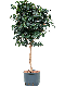 Marcgravia Sintenisii