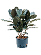 Epipremnum Pinnatum Global Green