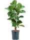 Monstera Siltepecana