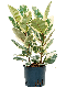Epipremnum Pinnatum Global Green blad