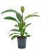 Epipremnum Pinnatum Global Green blad
