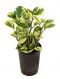 Syngonium Red Spot blad