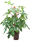 Epipremnum Pinnatum Global Green