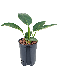 Syngonium Red Spot blad