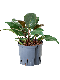 Epipremnum Pinnatum Global Green