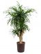 Epipremnum Pinnatum Global Green blad variegata