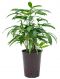 Rhapis excelsa