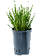 Epipremnum Pinnatum Global Green blad