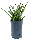 Epipremnum Pinnatum Global Green blad