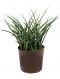 Sansevieria fernwood