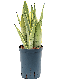 Epipremnum Pinnatum Global Green blad