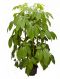 Epipremnum Pinnatum Global Green